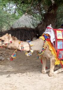 Camel Caravan (3)