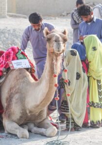 Camel Caravan (6)