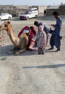 Camel Caravan (7)